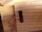Brown Insect Wood Arthropod Pollinator